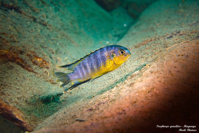 Tropheops gracilior 'Magunga'